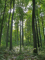 Die \\"Hohe Schrecke\\": Alter Wald mit Zukunft - gemeinsam wertschätzen, gemeinsam wer