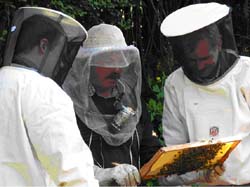 Am neuen Bienenstand der Fakultät hat sich unterdessen ein reges Bienen-Treiben entwickelt.
